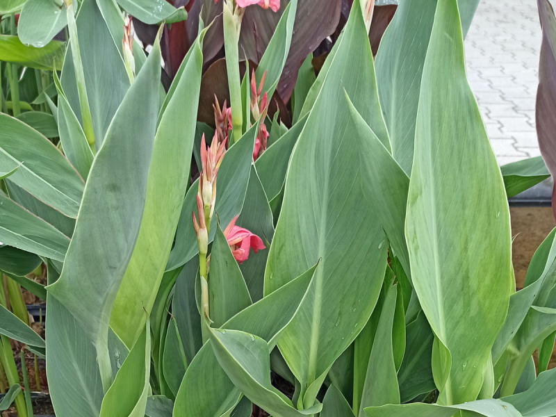 Preview: XXL Blumenrohr - Canna glauca Endeavour